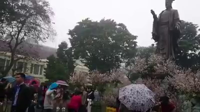 Ngắm hoa anh đào Nhật Bản nở rộ trong mưa xuân Hà Nội