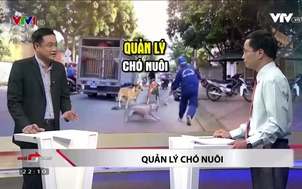 Tiêu hủy chó sau 72h nếu chủ không đến nhận: Nên có những biện pháp nhân đạo hơn