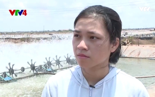 Nhìn từ Hà Nội: Hành trình con tôm Việt